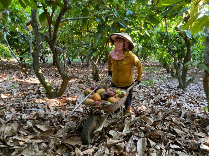 Cocoa trees are bringing a stable source of income to people. Photo: Thanh Quynh