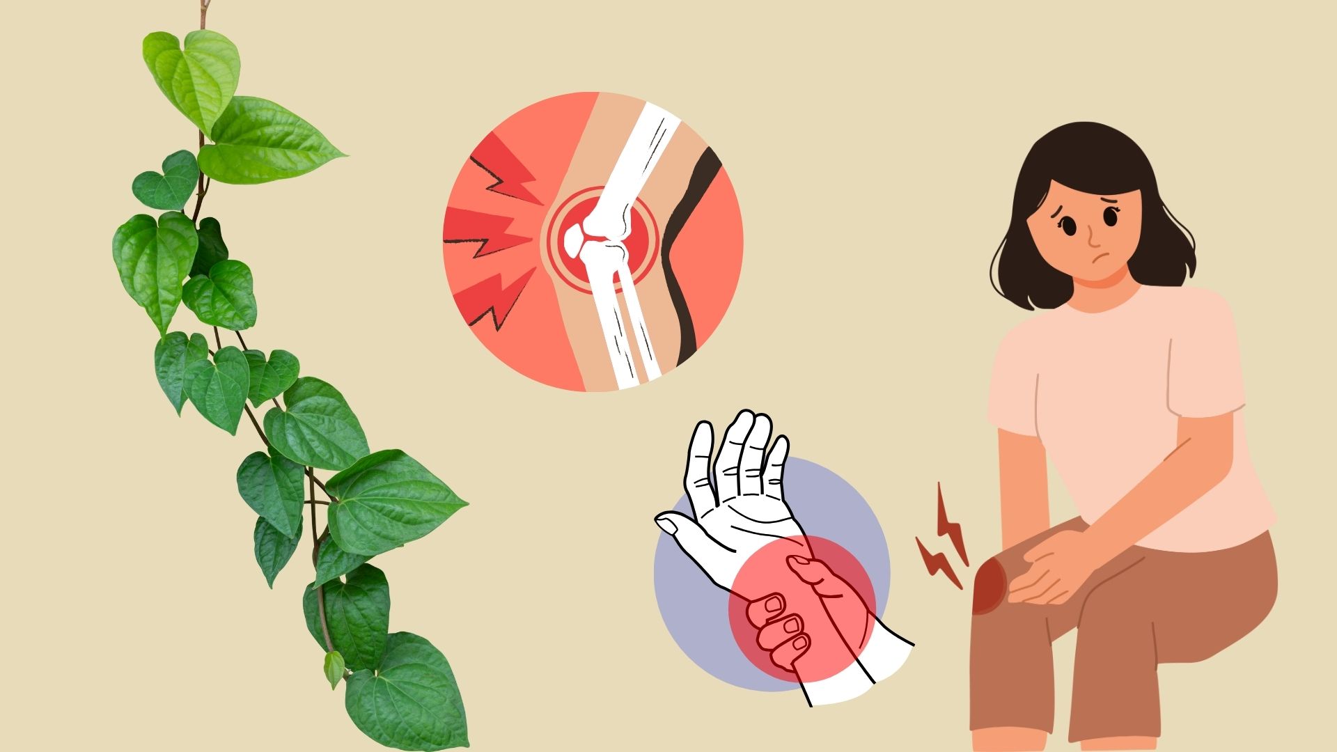 El tipo de hojas vendidas en el mercado es una panacea para ayudar a tratar el dolor de osteoartritis