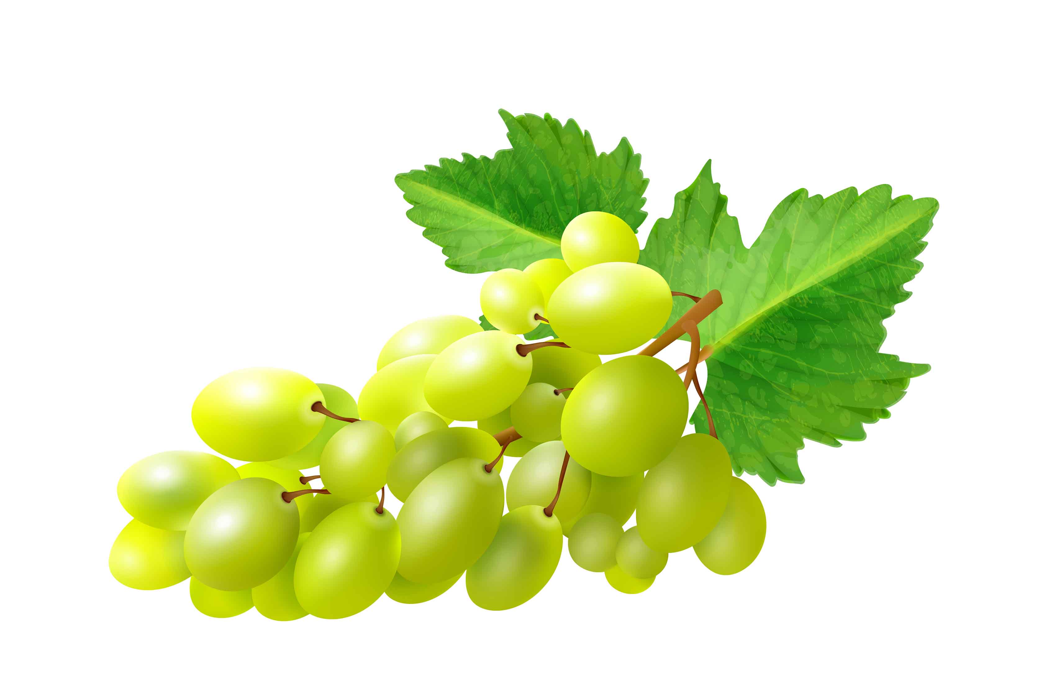 Los beneficios de las hojas de uva para la salud cardiovascular. Graficos: Thien Nhan