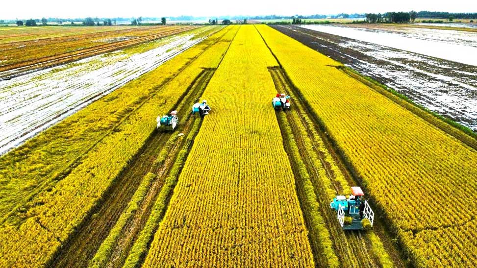 Digitizing agriculture helps reduce costs and increase the value of Vietnamese rice.