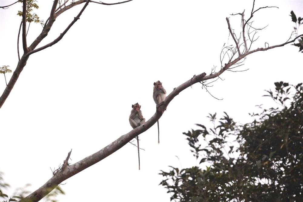 Khi duoi dai o khu vuc dao Ba Mun, thuoc Vuon quoc gia Bai Tu Long. Anh: Ban Quan ly vuon quoc gia Bai Tu Long.