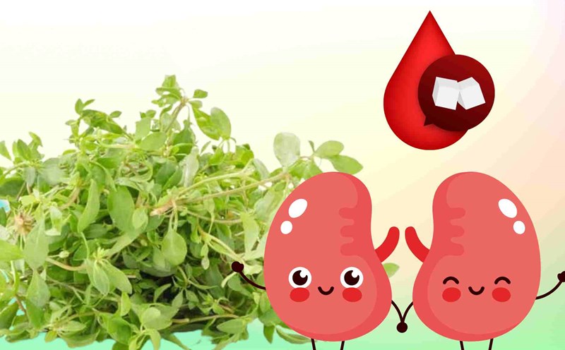 Here are herbal remedies that help reduce coughs, phlegm and detoxify the lungs effectively