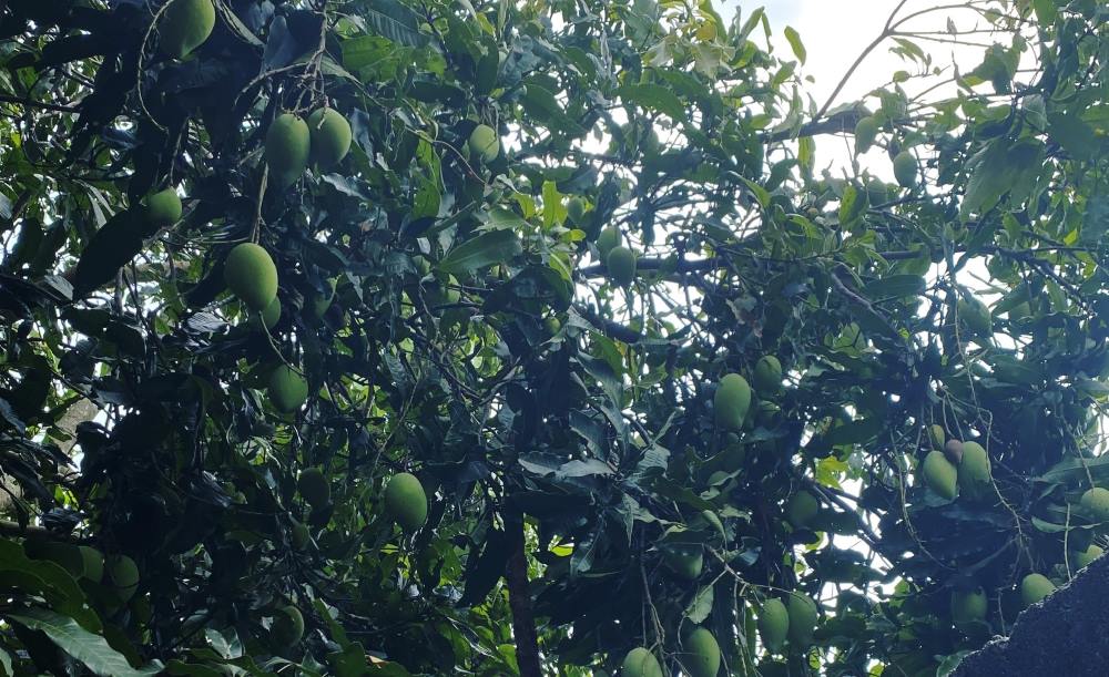 El mango trae muchos beneficios para la salud. Foto: Thanh Thanh
