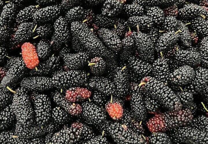 Strawberries are said to help lower blood sugar and lose weight. Photo: Kieu Vu