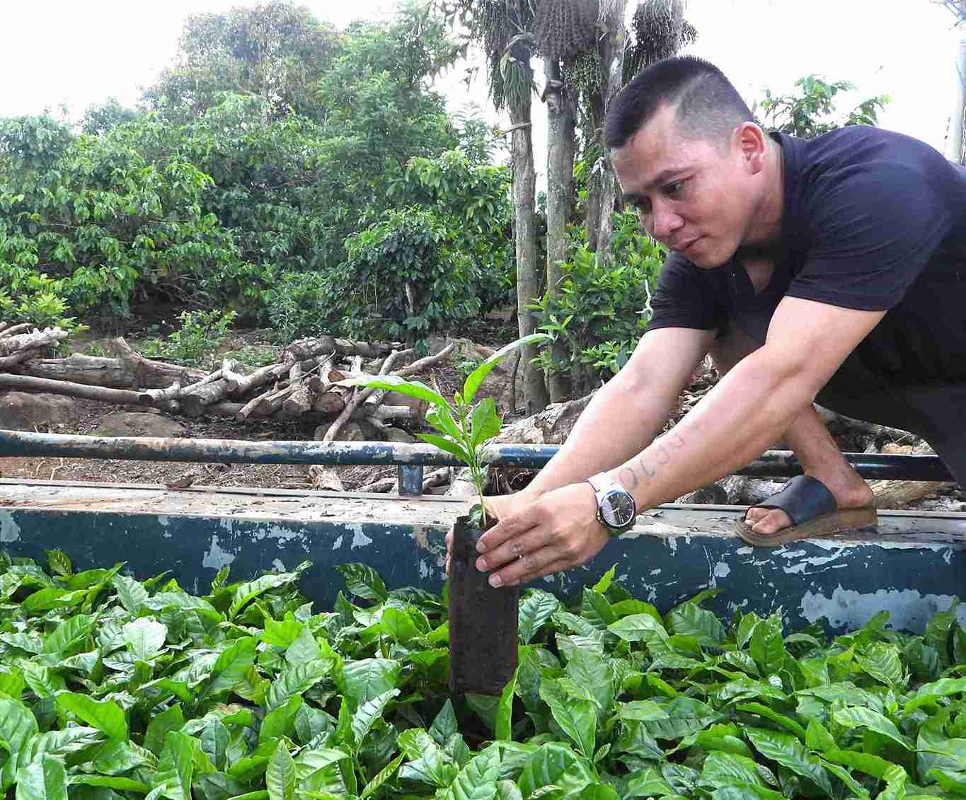 Nguoi ngheo o xa DlieYa mua cay giong ca phe ve trong de phat trien kinh te. Anh: Bao Trung