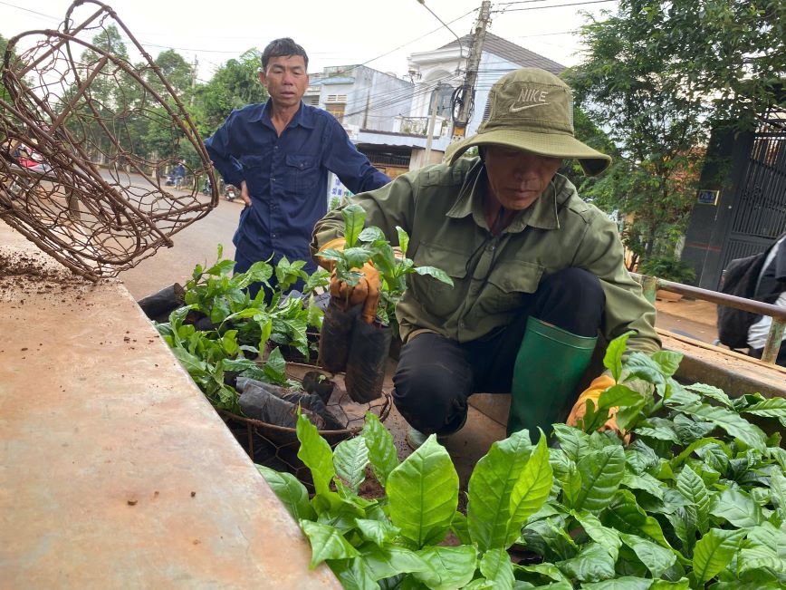 People buy coffee plant varieties. Photo: Thanh Quynh