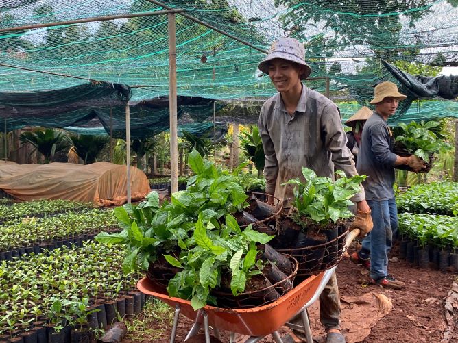 Van chuyen giong cay ca phe tu vuon uom. Anh: Thanh Quynh