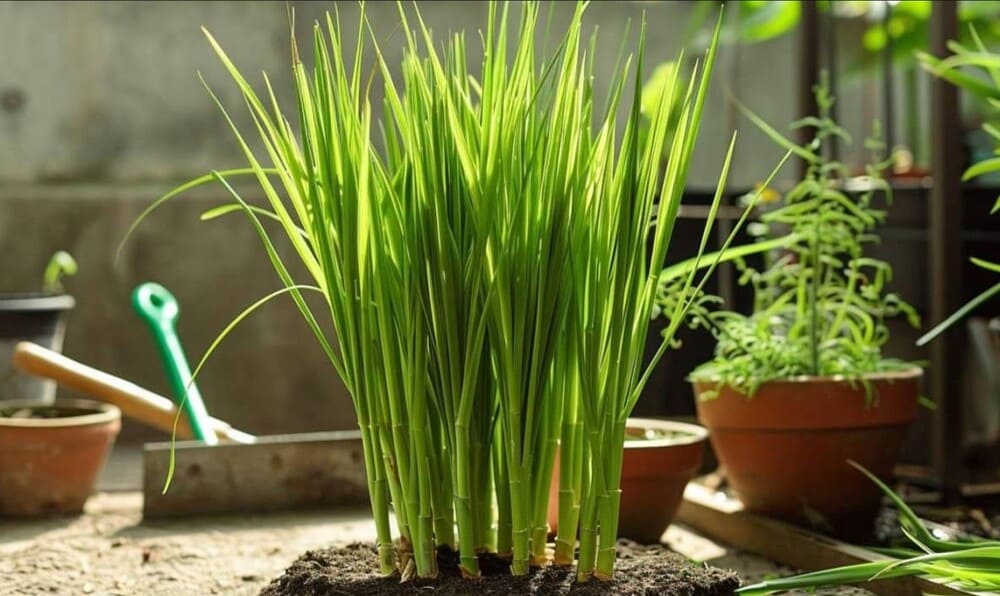 lemongrass is an easy-to-grow spice and is suitable for hot summer conditions. Photo: Tung Bach