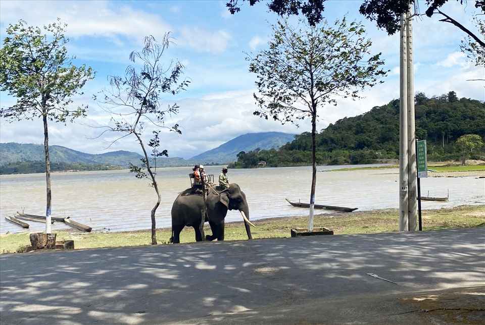 Las personas que viven en el distrito de Lak en el distrito de Lak son utilizadas por personas para transportar turistas. Foto: Bao Trung