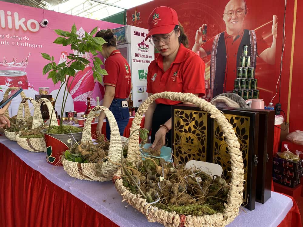 Pharmaceutical research on Ngoc Linh ginseng continues to be implemented, serving public health care. Photo: Thanh Tuan
