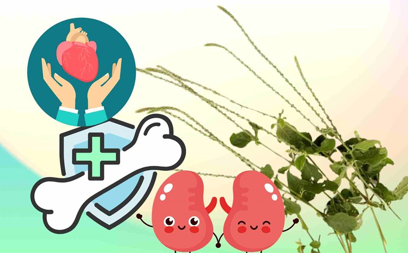 Wild medicine but effective for bones, joints, cardiovascular and kidneys