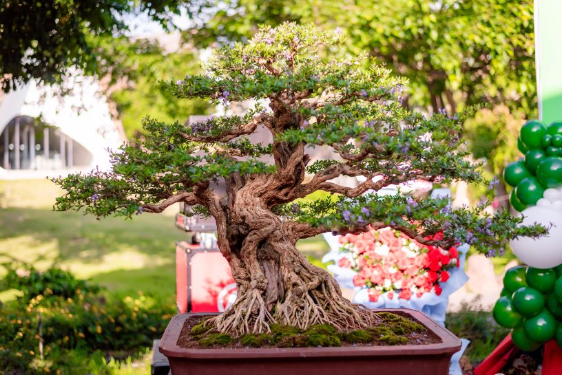 The Linh Thuy River becomes a heritage tree. Photo: Tan Van