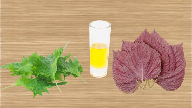 Beber hojas de perilla despues de una semana puede mejorar el sistema digestivo. Injerto de fotos: Huong Son