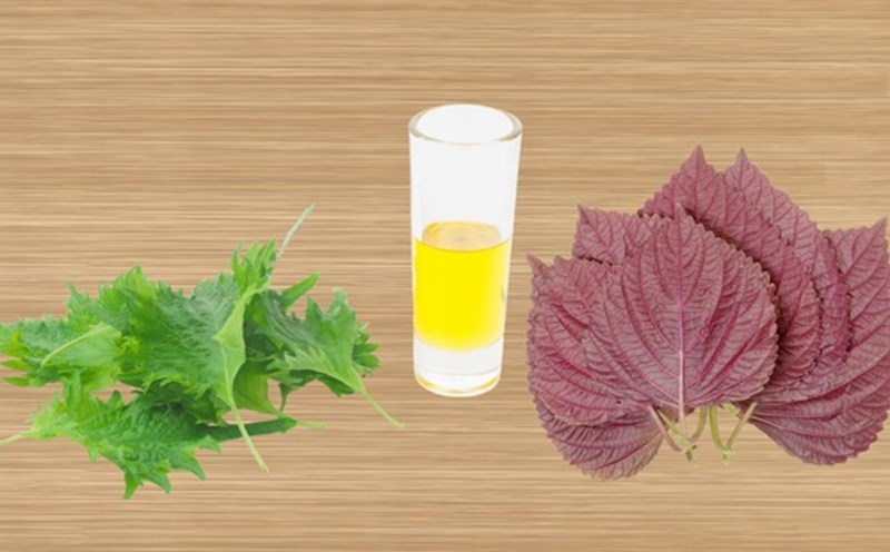 Drinking perilla leaves after a week can improve the digestive system. Photo: HUE ZON