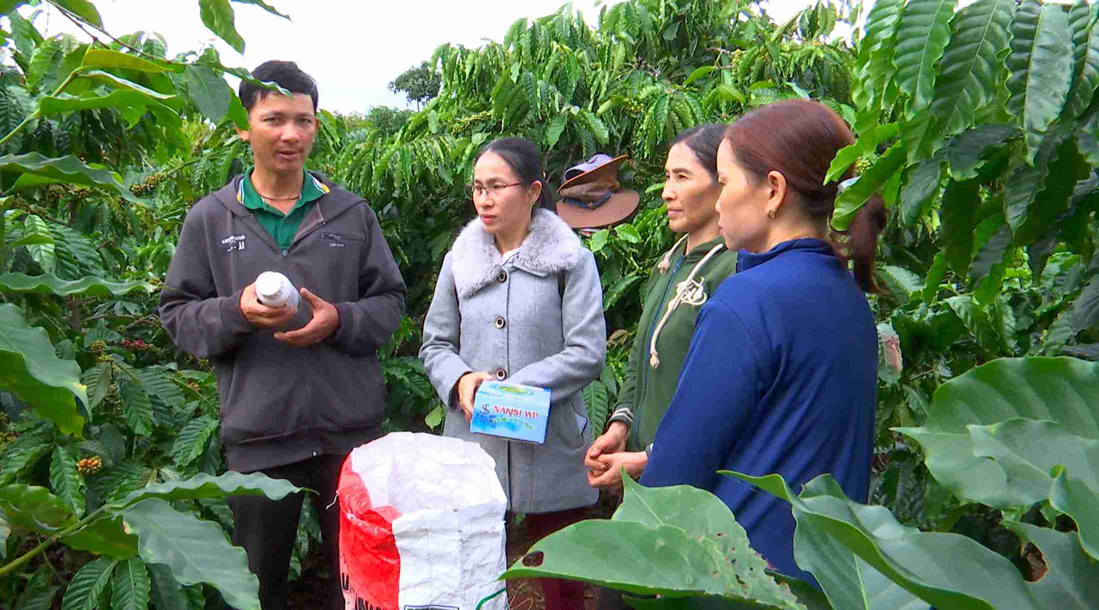 Người dân huyện Krông Năng được hướng dẫn chăm sóc cây cà phê. Ảnh: Bảo Trung
