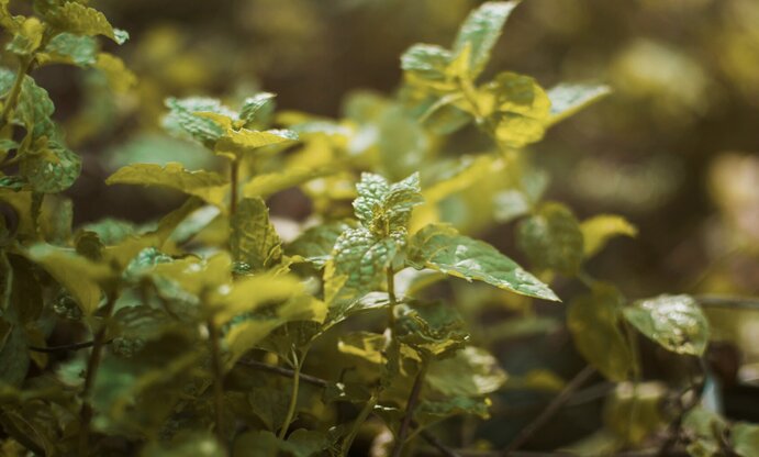 9 tipos de plantas son capaces de perseguir mosquitos, prevenir la fiebre del dengue, deben plantarse en el hogar. Foto: thuy duong