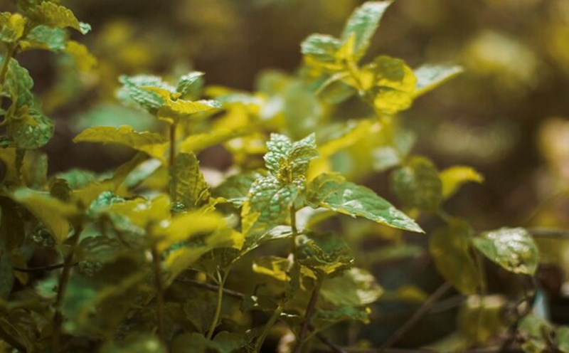 9 types of plants that can repel mosquitoes and prevent dengue fever should be grown at home. Photo: Thuy Duong