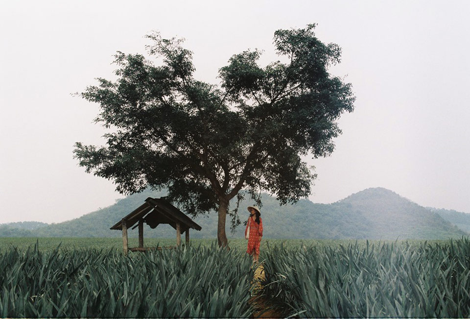 Canh dong dua thanh pho Tam Diep (Ninh Binh). Anh: Hoai Anh
