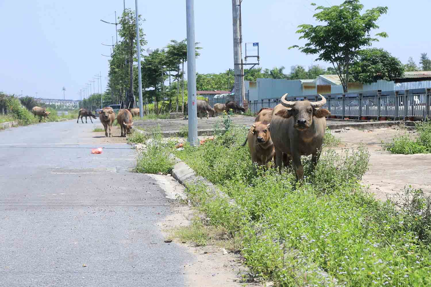 Co cay moc um tum doc tuyen, thoi gian dai chua duoc ve sinh, don dep. Anh: Huu Chanh