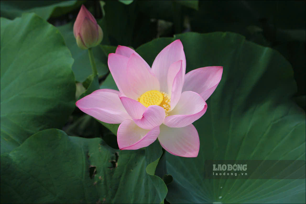 Sen là loài hoa đặc trưng của người Hà Nội vào mùa hè, được nhắc tới trong bài hát “Hà Nội 12 mùa hoa” do nhạc sĩ Giáng Son sáng tác. 