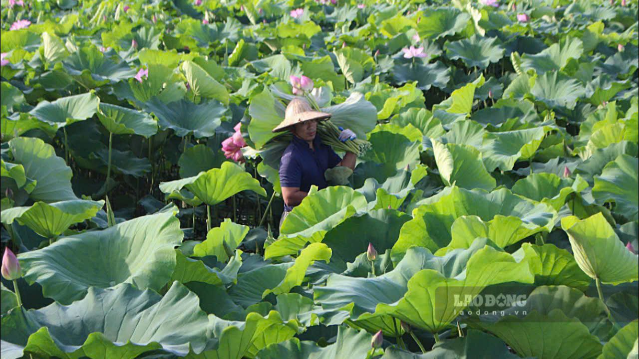 Tại đầm sen Xuân Đỉnh được bố trí thêm nhiều tiểu cảnh, các dịch vụ phục vụ nhu cầu chụp ảnh cho người dân: cho thuê trang phục, thuyền hoa...