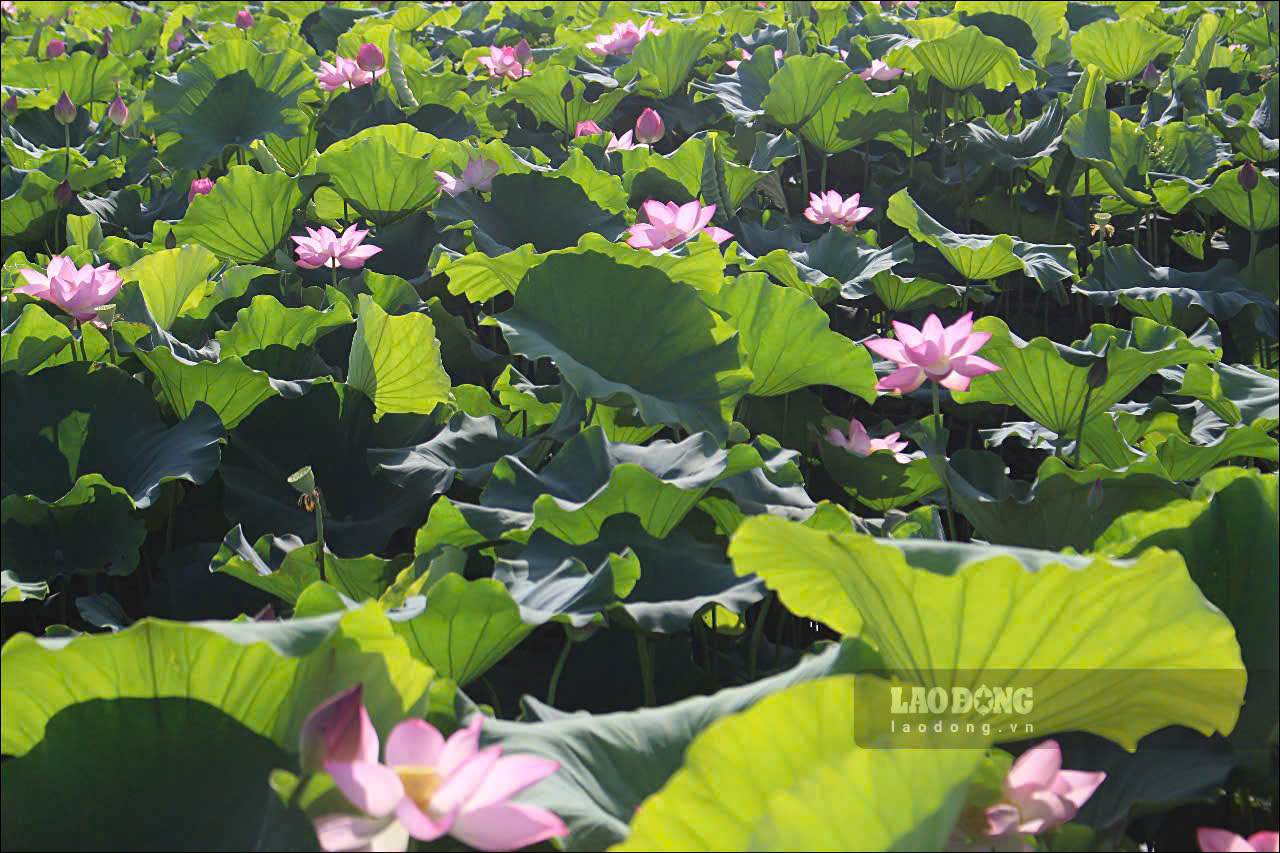 Sen phô sắc hồng nhẹ nhàng, điểm nhụy vàng lấp ló sau lớp lá sen xanh ngát, phả vào ngày hè hương thơm thoang thoảng.  