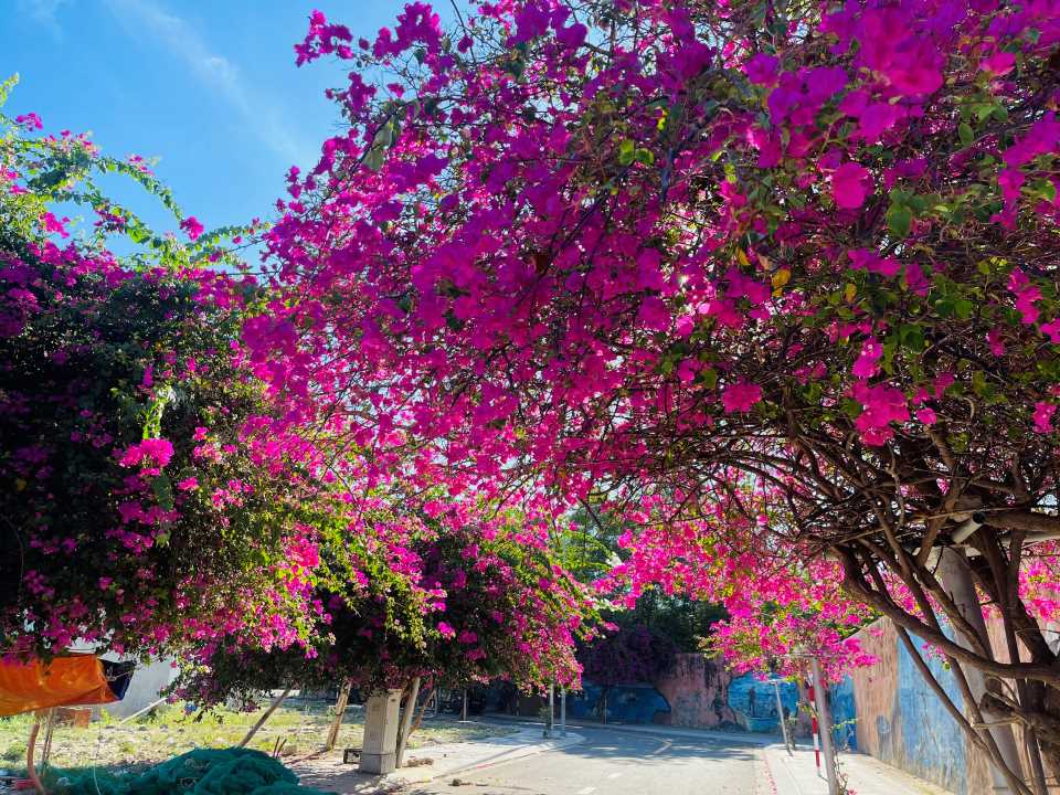 Nhieu du khach o xa tim den con duong hoa giay voi khong gian rat rieng de du khach thoa minh luu lai nhung hinh anh dep khi den voi thanh pho bien.