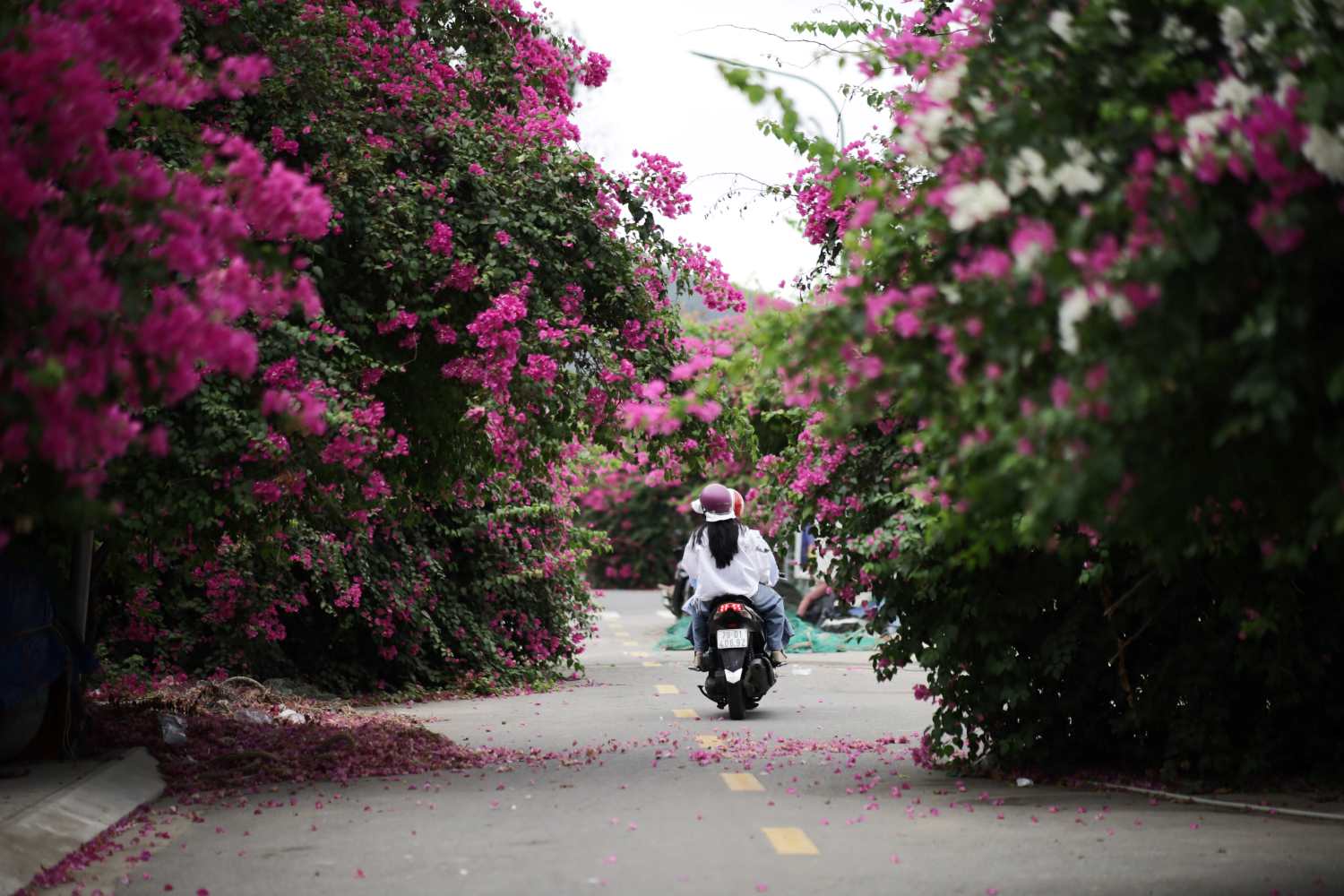Con duong so 4 va so 7 o khu tai dinh cu phuong Vinh Truong, TP Nha Trang (canh Ben tau du lich Nha Trang) vao mua thang 5 sang bung boi mau hoa giay bung no ruc ro. Day tung duoc gioi tre vi la con duong trieu  ngap tran mau hoa giay, tro thanh diem “check-in” cua nhieu ban tre, nguoi dan va du khach