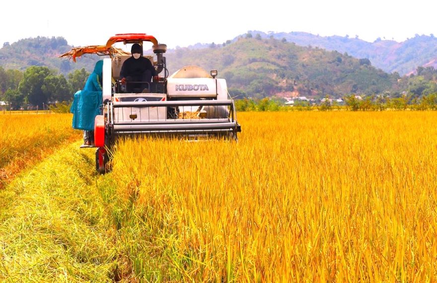 Rice plantations in Lak district (Dak Lak) have now been granted a trademark. Photo: Hoang Tuyet