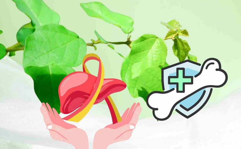 Unexpected taste of folk medicine that helps reduce bone and joint pain and protect the liver