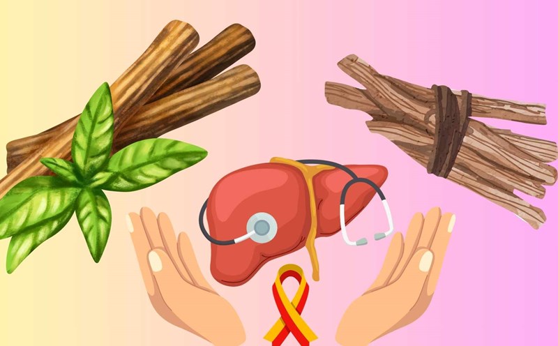 Licorice root is a valuable medicine that helps detoxify, protect the liver and reduce liver enzymes effectively thanks to its powerful anti-inflammatory and antioxidant properties. Graphics: Huyen Trang