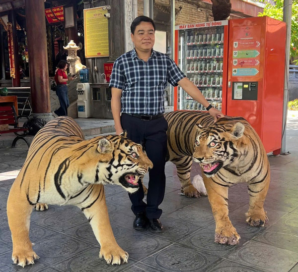 Hai tiêu bản hổ tại đền Bảo Hà được chuyển về Bảo tàng tỉnh Lào Cai. Ảnh: Bảo tàng tỉnh Lào Cai