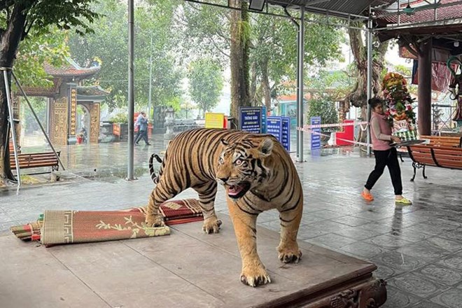 Bất ngờ nguồn gốc hai tiêu bản hổ vừa di dời khỏi đền Bảo Hà