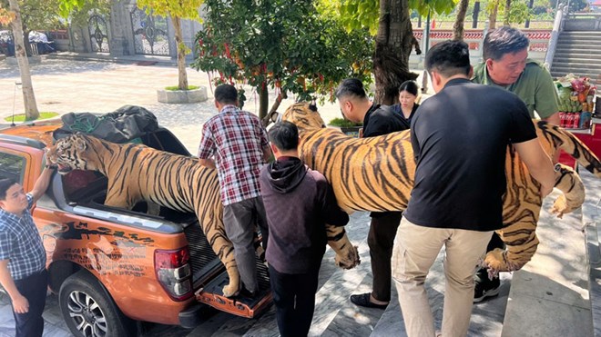 Chuyển hai tiêu bản hổ về Bảo tàng tỉnh Lào Cai. Ảnh: Ban quản lý đền Bảo Hà