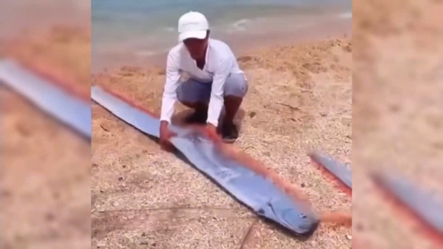 The nearly 2m long rowing fish has drifted to the coastal area of Ninh Thuan, where people buried them according to customs. Photo: Huu Long