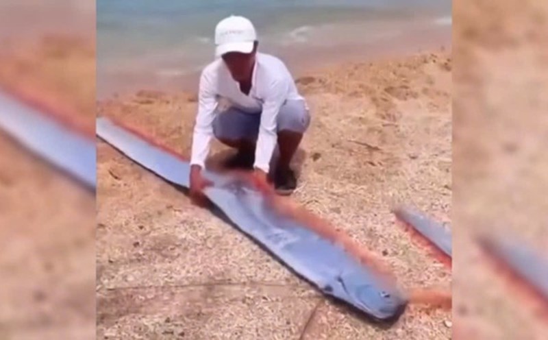 The nearly 2m long rowing fish has drifted to the coastal area of Ninh Thuan, where people buried them according to customs. Photo: Huu Long
