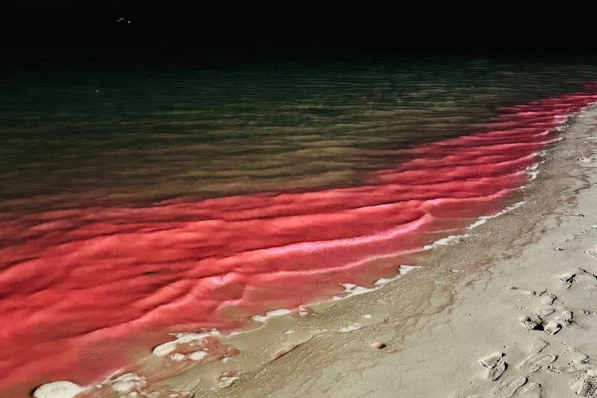 Hon Gai Beach, Ha Long City, aparecio cerca de la costa con color rosa rojo. Foto: Suministro de personas