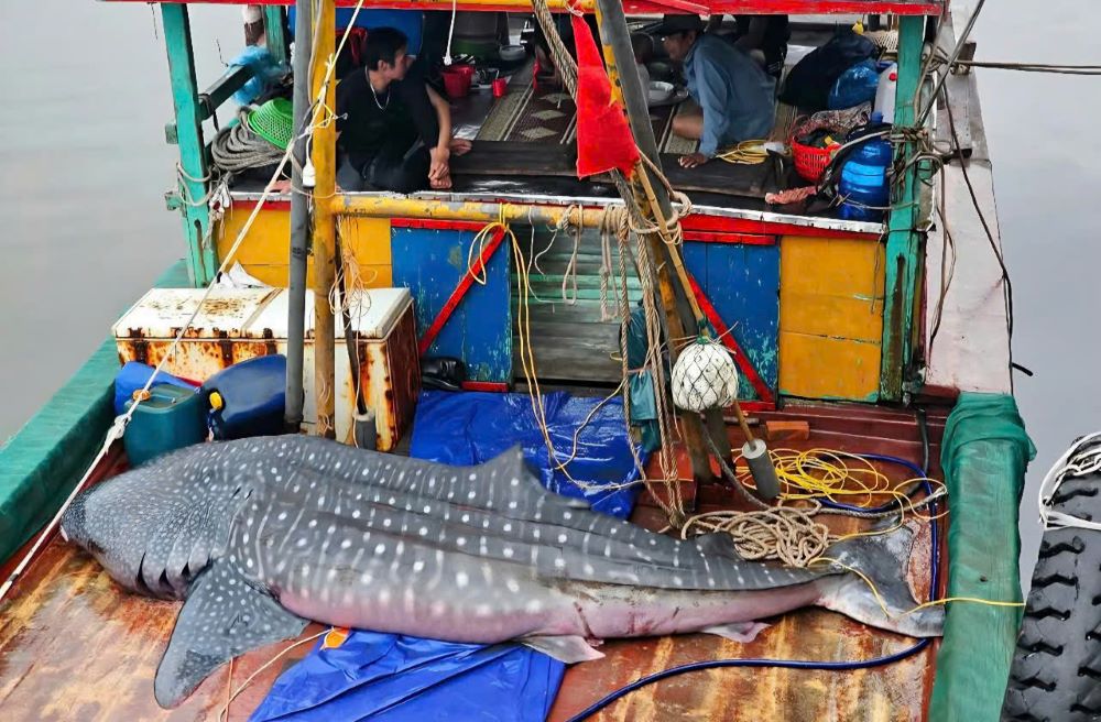 Se sospecha que el extraño cuerpo individual es descubierto por los pescadores en la superficie del mar de Binh tailandes. Foto: Suministro de personas