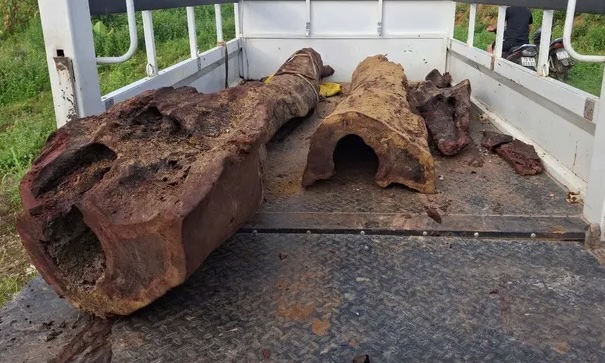 The sections suspected of pine wood were seized by the authorities. Photo: Bo Trach District Forest Protection Department