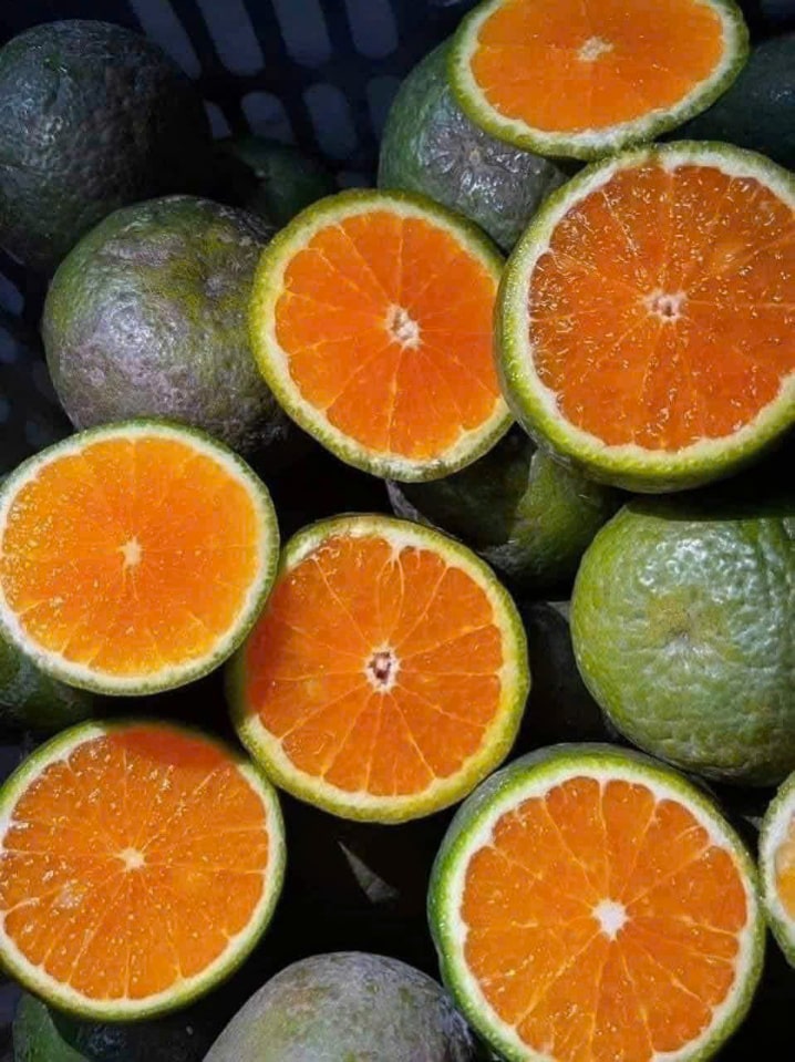 1 vaso de jugo puro de naranjas puede prevenir la hipoglucemia de las mujeres embarazadas. Foto: Quang Minh.