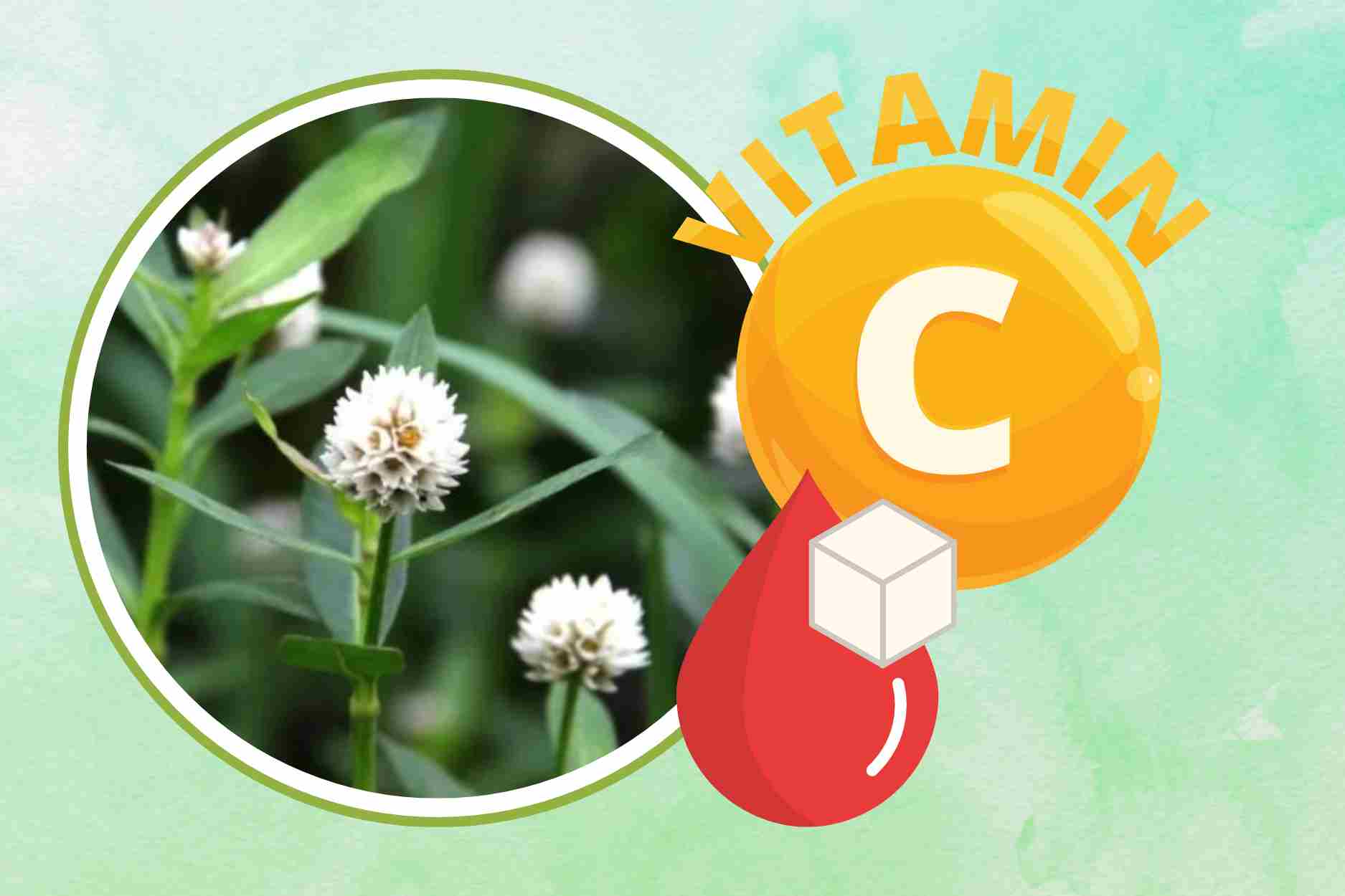 Vegetables containing mysterious active ingredients help stabilize blood sugar, rich in vitamin C