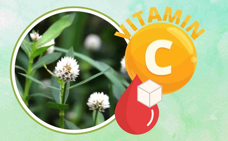 Vegetables containing mysterious active ingredients help stabilize blood sugar, rich in vitamin C