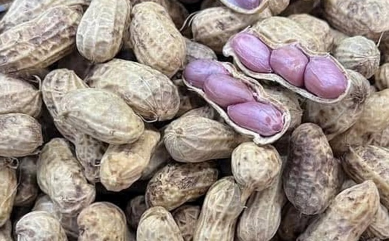 People with high uric acid and gout should pay attention when eating peanuts. Photo: Kieu Vu