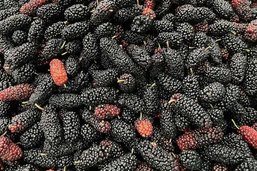 mulberries can effectively support liver detoxification and purify the body. Photo: Kieu Vu