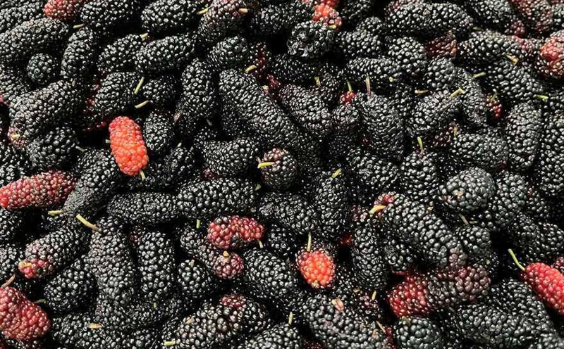 mulberries can effectively support liver detoxification and purify the body. Photo: Kieu Vu