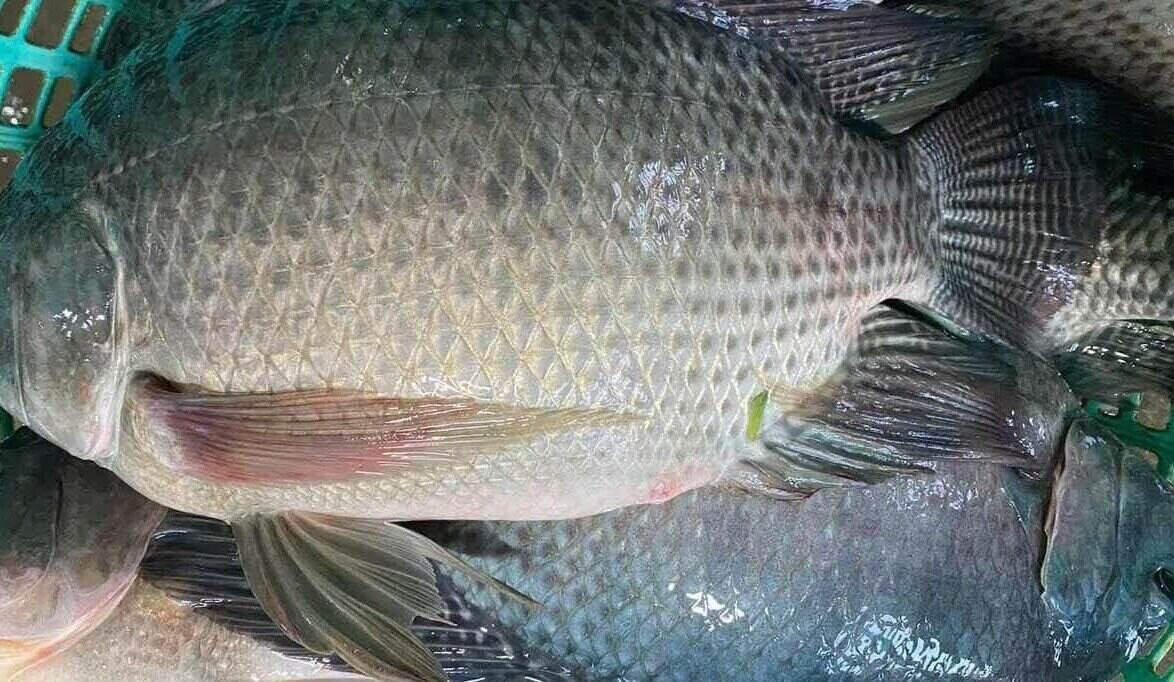 When prepared properly, it will be the type of fish that can supplement omega-3 that is good for bones and joints. Photo: Kieu Vu