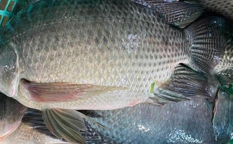 When prepared properly, it will be the type of fish that can supplement omega-3 that is good for bones and joints. Photo: Kieu Vu