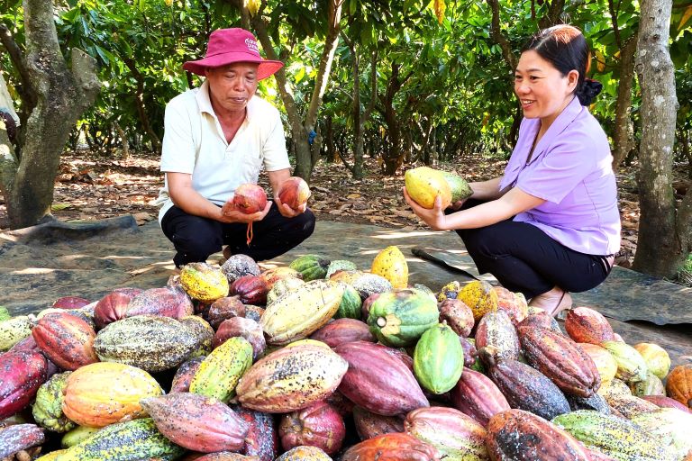 Cocoa is in the harvest season. Photo: Thanh Quynh