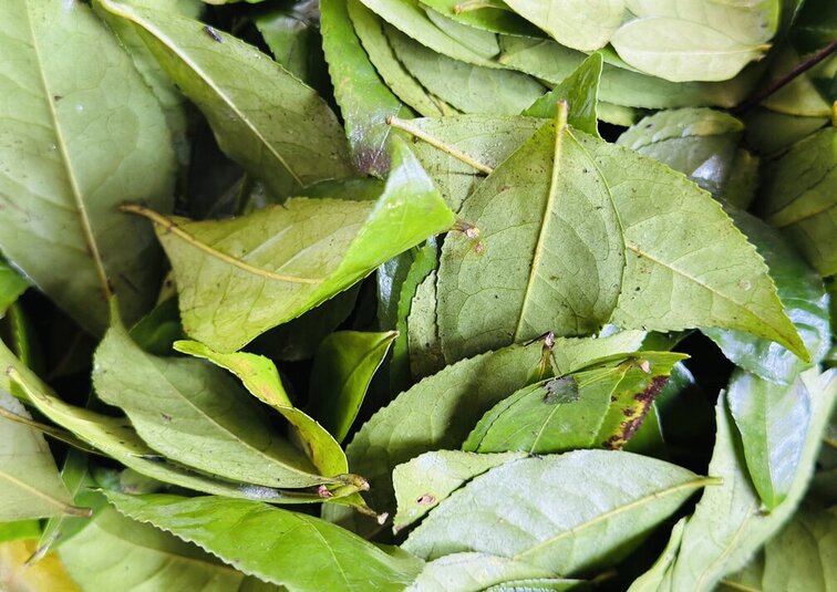 The wonderful health benefits of green tea. Photo: Thuy Duong