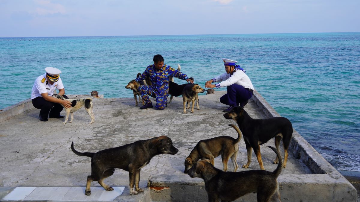 Perros en las islas del archipielago Truong Sa